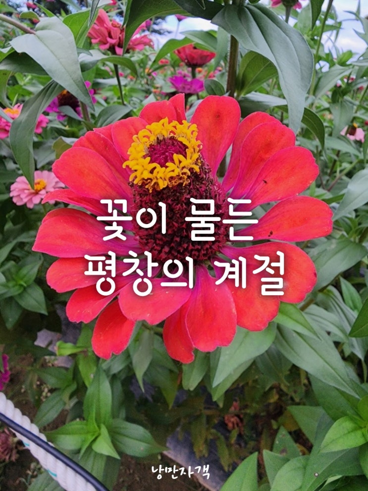  평창백일홍축제 2025-일정·장소·프로그램·초대가수·입장료 총정리