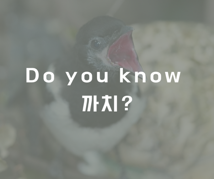  우리는 잘 모르는 까치의 실체