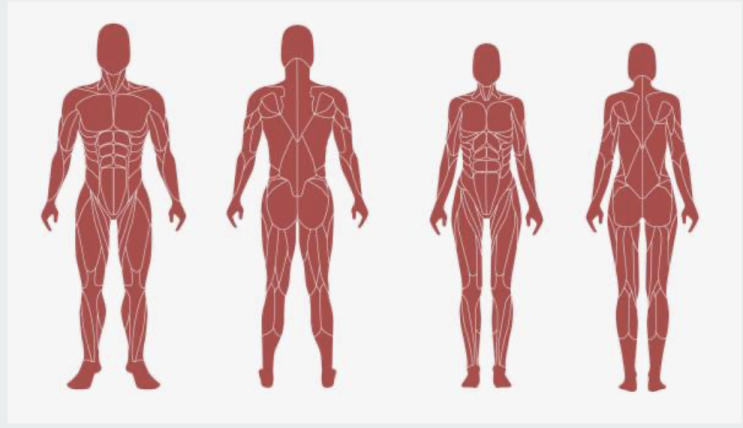  평촌 요가, 9월 해부학 수업 안내(Deeper Body Map)