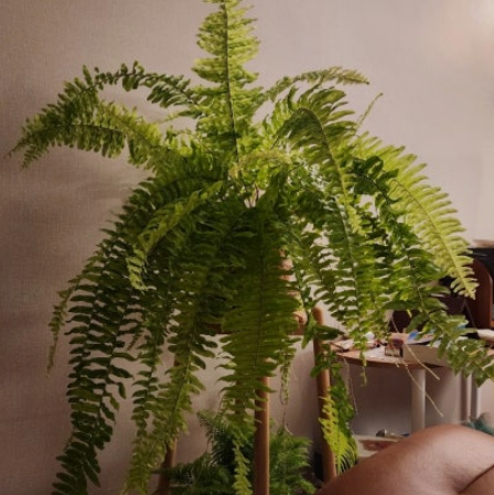  보스턴고사리 키우기, '천연 가습기'가 따로 없네! (물주기 & 잎 관리 꿀팁)