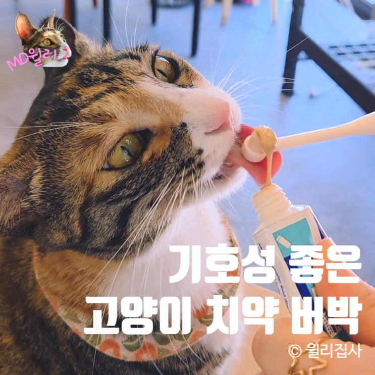  버박치약 기호성 좋은 고양이치약 강아지 양치 쉽게 끝내기