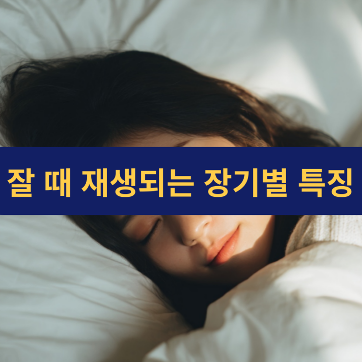  잘 때 일어나는 장기별 치유 작용 | 뇌부터 심장까지 | 수면 재생 과정