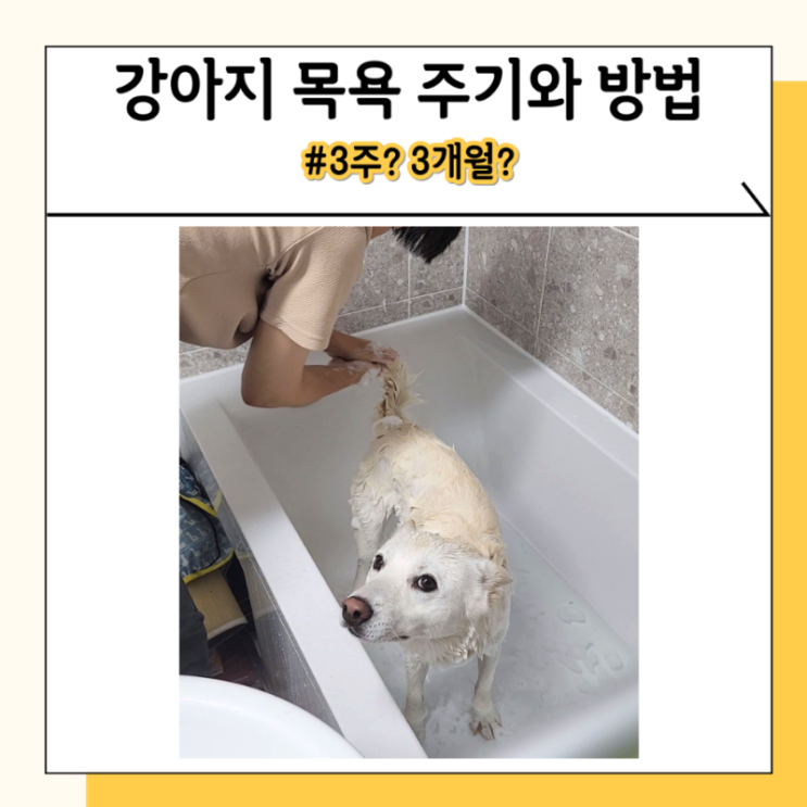 강아지 목욕의 중요성