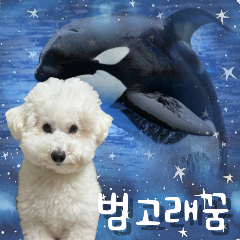대왕 범고래 꿈 나오는 경우, 대박 조짐!