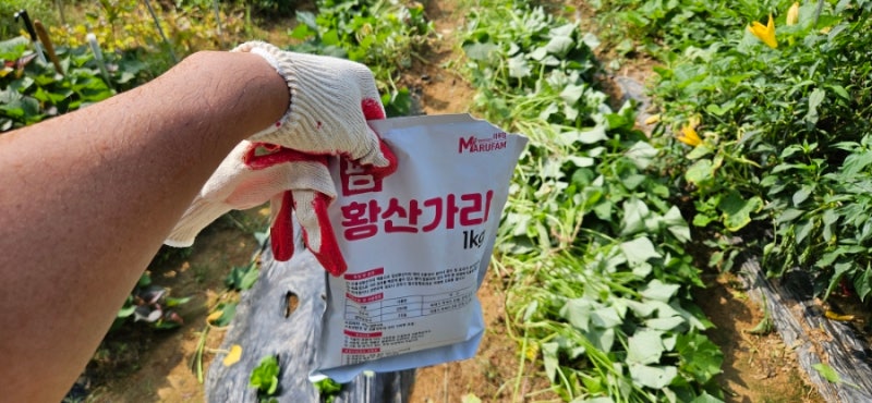 [주말농장-열여덟번째]고구마 웃자람방지(가지올리기+황산가리 비료주기)