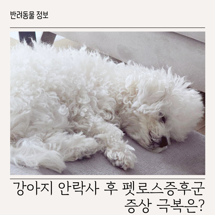 강아지 안락사 후 <b>펫로스증후군</b> 증상 극복은?