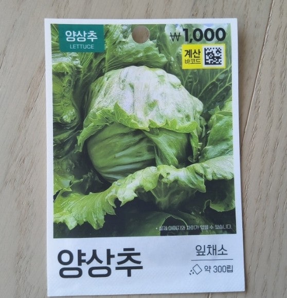 다이소 양상추 씨앗으로 수경재배하기
