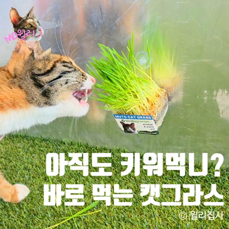  캣그라스 고양이풀 키우기 말고 바로 먹는 뮤토 캣대디