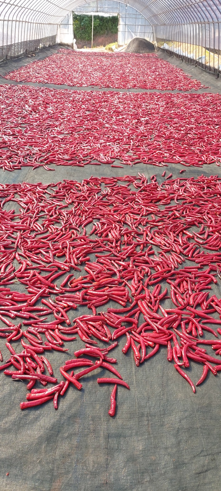  전남 영광군 농가에서 직접 재배한 태양초, 햇고추 판매!!