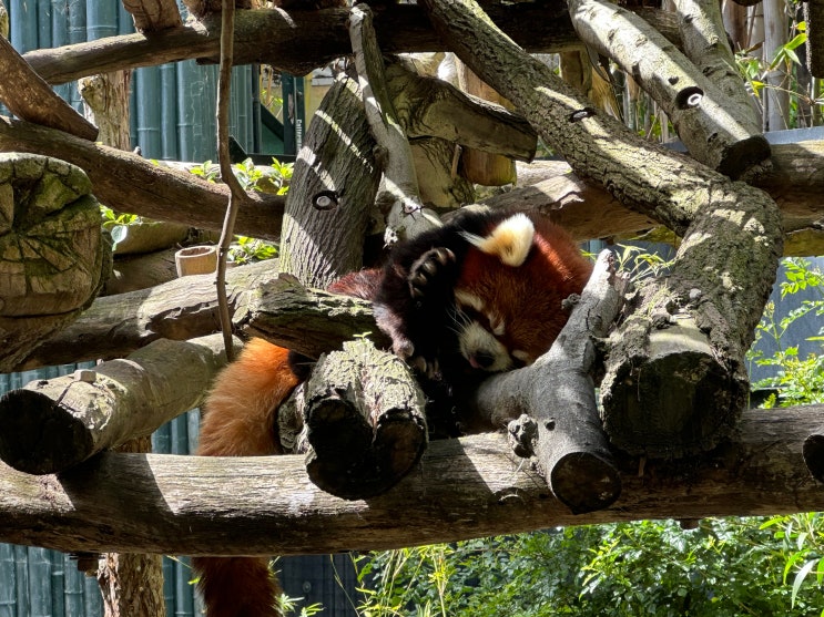  [샌디에고] 샌디에고 동물원 San Diego Zoo