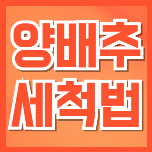  양배추 세척법 완벽 정리: 영양소 지키면서 안전하게 세척하는 방법