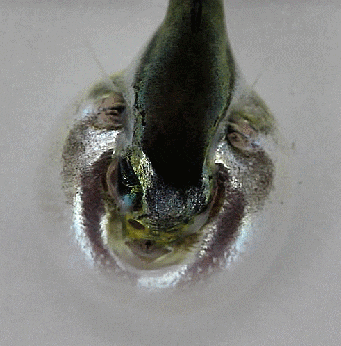 2-2. (tentative) Lagocephalus spadiceus complex ( Juvenile Type B) シロサバフグ 은밀복 유어 타입B
