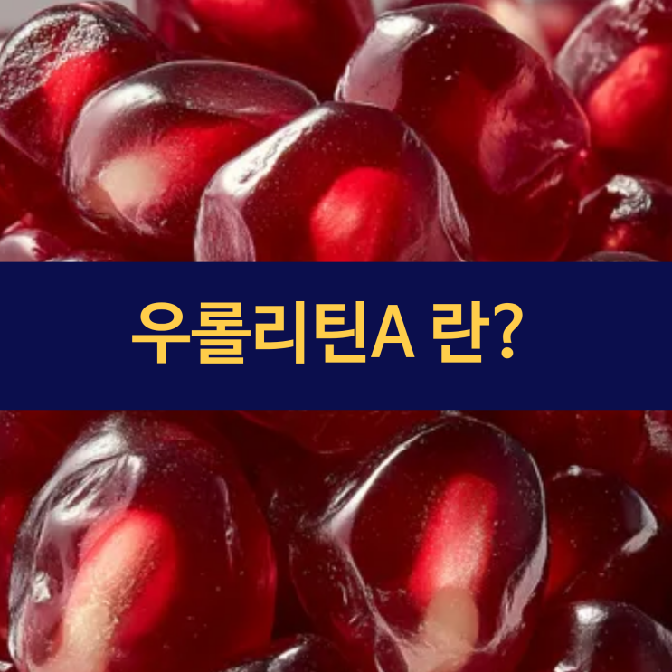  우롤리틴A 효능 | 노화의 시계를 되돌리는 혁신적 물질 | 우롤리틴A가 장수 과학의 새로운 지평을 열다