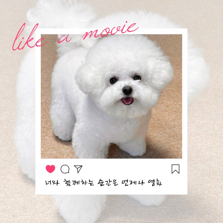  동물농장 행동교정가에게 직접 배우는 나주애견미용학원 특강