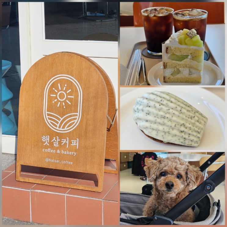  구미 봉곡동 실내 강아지동반이 가능한 케이크 맛집 카페 햇살커피 내돈내산