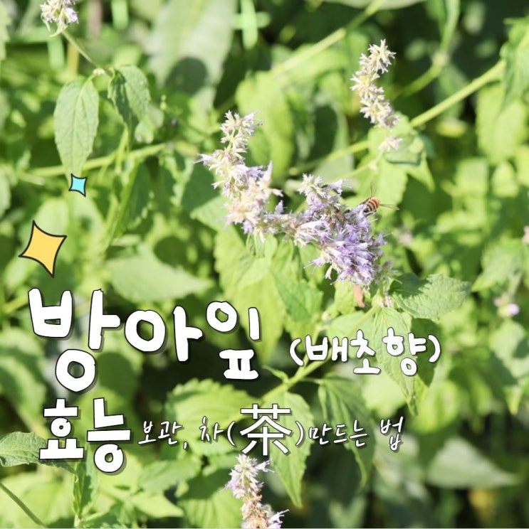  배초향 방아잎 효능 5가지 보관 방아꽃차 만들기
