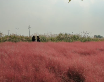  서울 하늘공원 핑크뮬리 명소, '인생샷' 건지는 시간대 따로 있다? (교통, 주차 총정리)