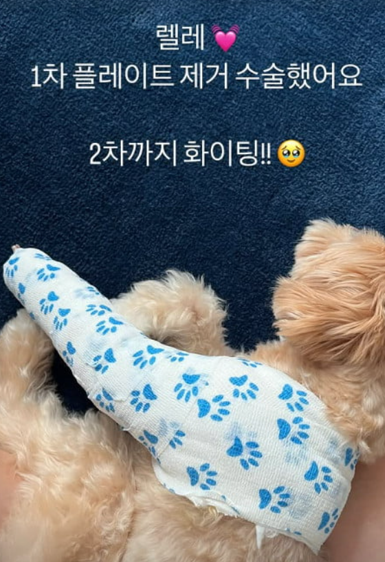  한예슬, 반려견 근황 공개 “1차 수술 끝… 2차까지 화이팅”