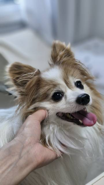  다시 돌아온 먹부림 일상 조각 모음  사진첩 털이