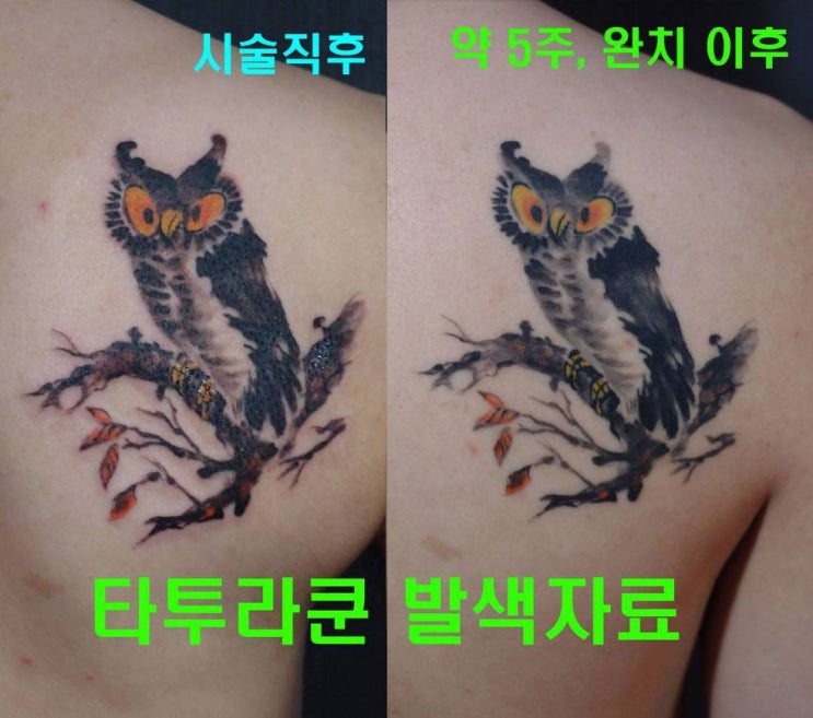  타투 완료후 발색 비교사진/ 부엉이타투,한국화타투-[홍대타투라쿤]