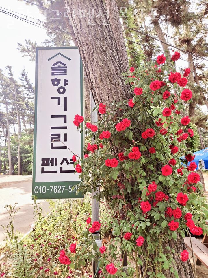 솔향기그린펜션 사진 3