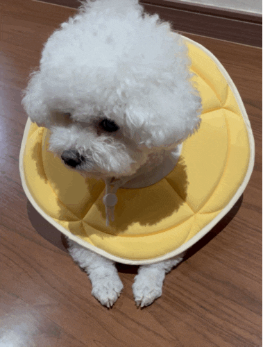  여름넥카라로 추천하는 개놀자 경량 강아지넥카라