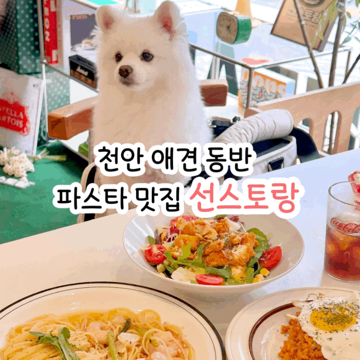  천안 불당동 착한 가격 파스타 애견 동반 식당 선스토랑