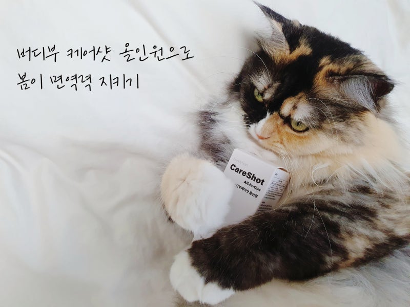 버디부 케어샷 올인원 동물병원 입점 고양이 종합영양제 급여후기