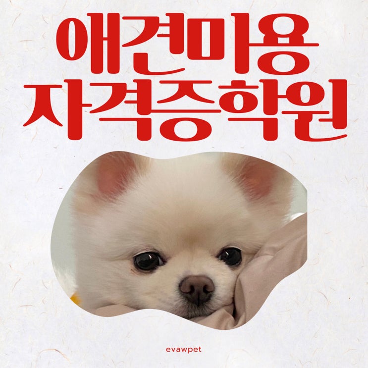  애견미용자격증학원 에서 배우는 올바른 관리법 강아지 절대 먹으면 안 되는 음식