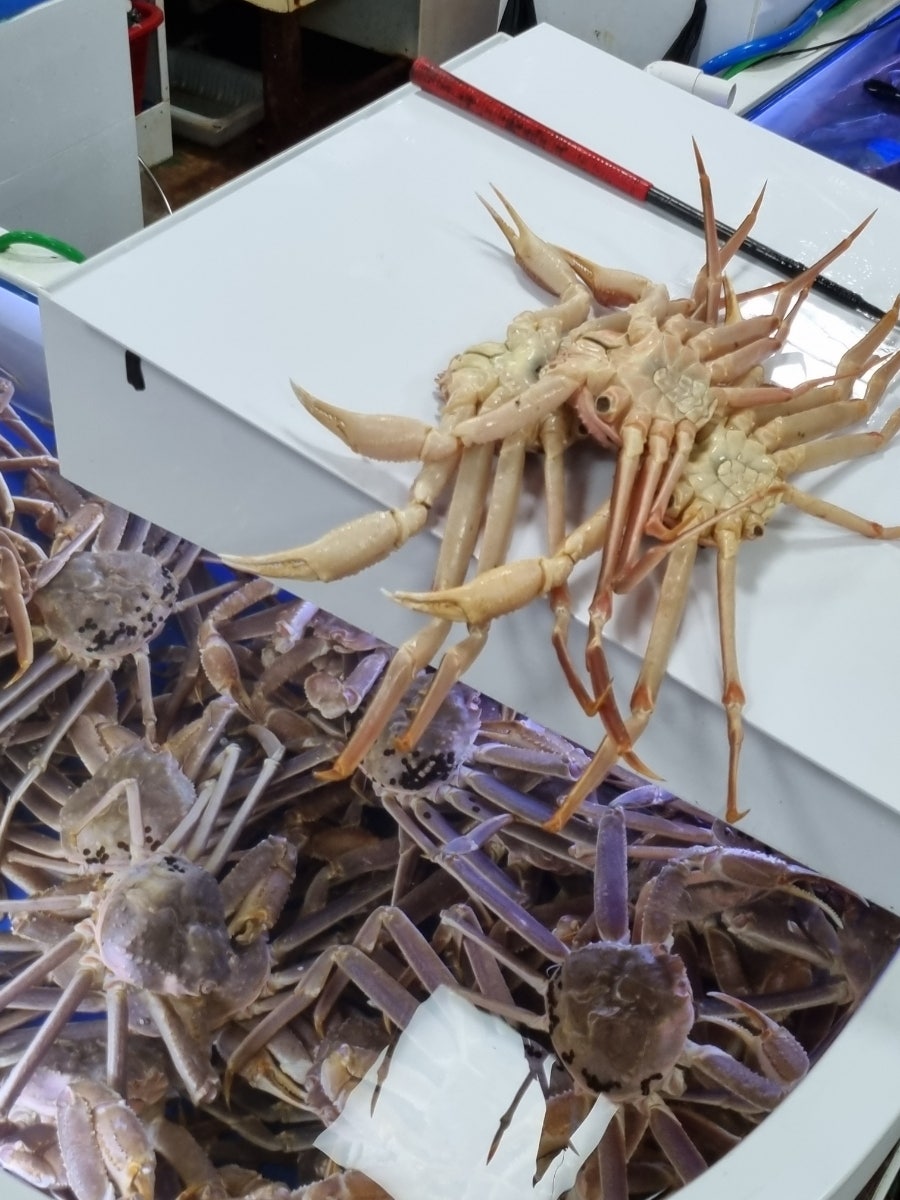 서울회대게 사진 6