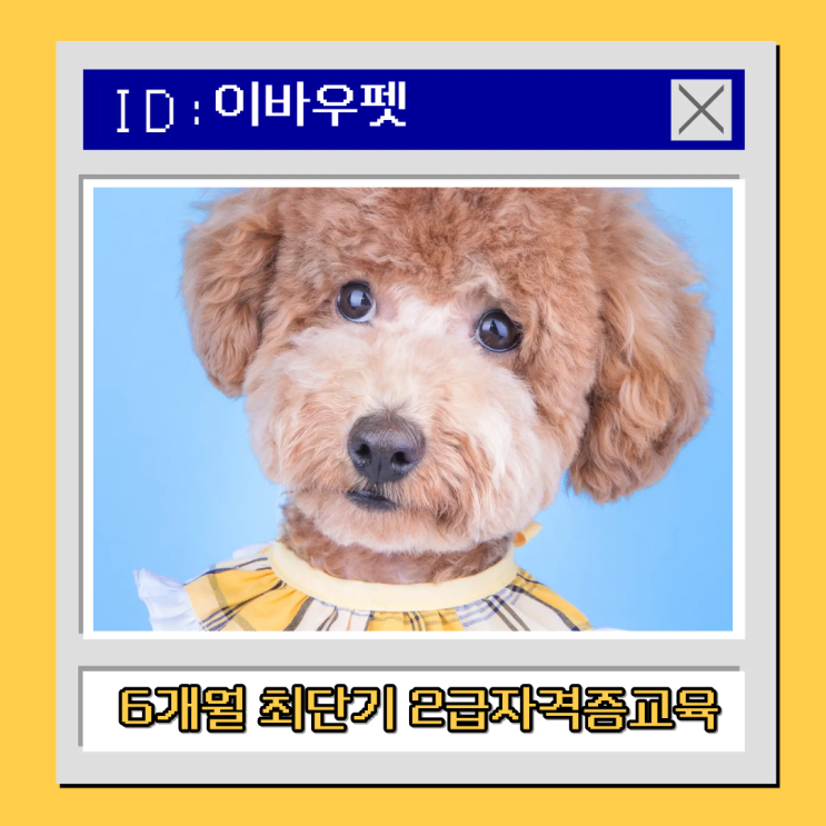  이바우펫 6개월 최단기 2급자격증교육… 진짜 6개월 만에   가능하다고?!