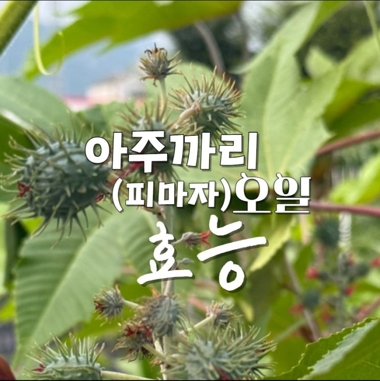  아주까리 피마자 오일 효능 먹는법 변비