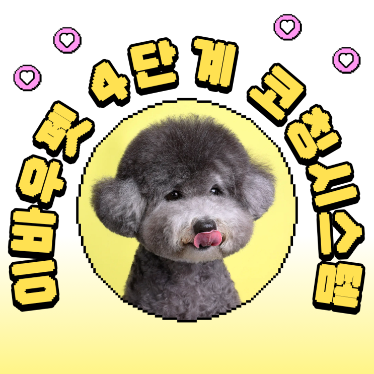  “이바우펫 4단계, 모르면 손해”