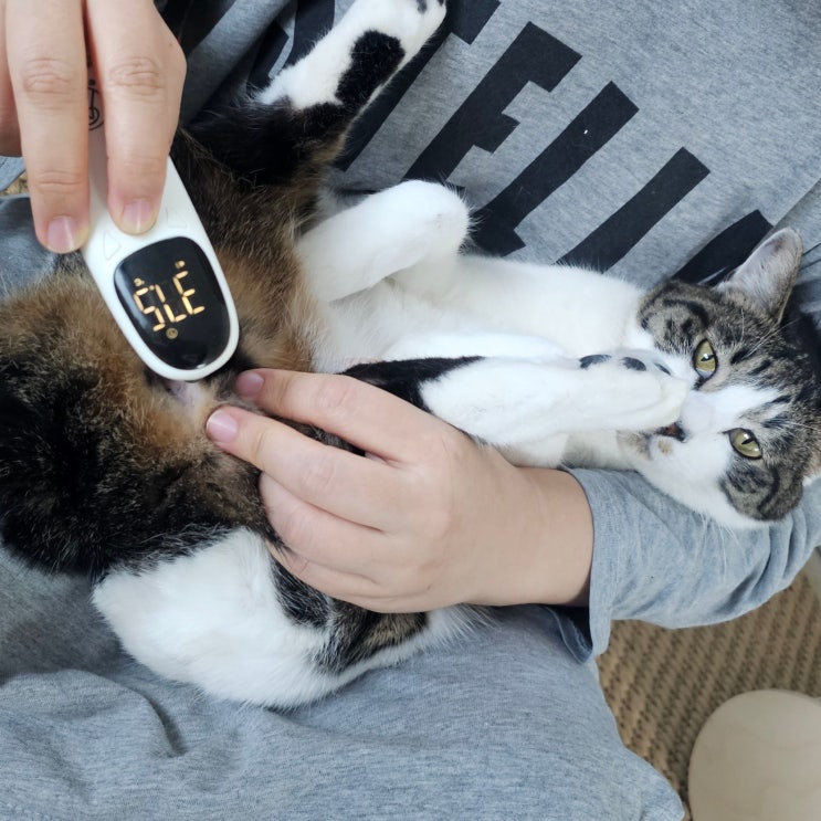  고양이 체온 39도 놀래서 병원으로 갔더니