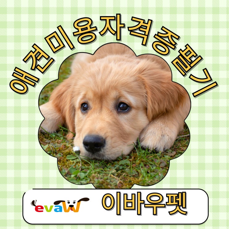  애견미용자격증필기, 이렇게만 준비하면 합격률이 확 달라진다!