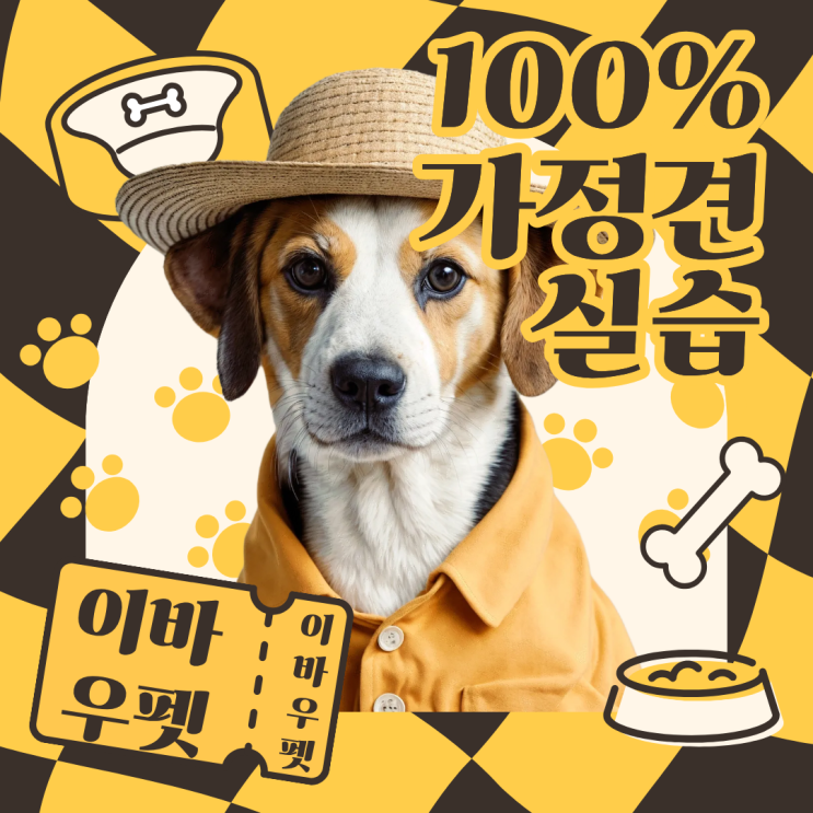  “현직자가 극찬한 ‘이바우펫 100%가정견 실습’, 왜 다들   몰려오는 걸까?”
