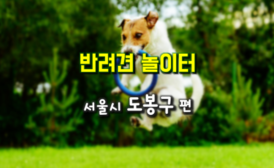 애견놀이터