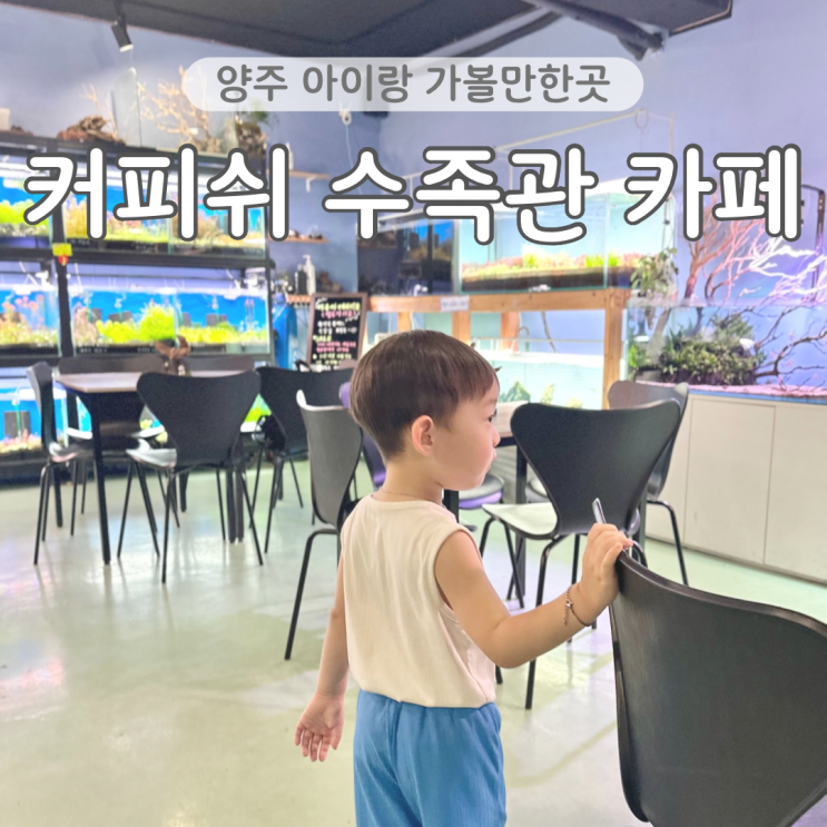  양주 커피쉬수족관 먹이주기 체험 가능 수족관카페 아이랑 가볼만한곳 내돈내산