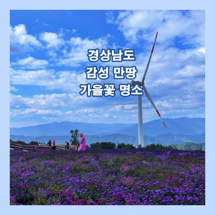  경상남도 감성 만땅 가을꽃 명소