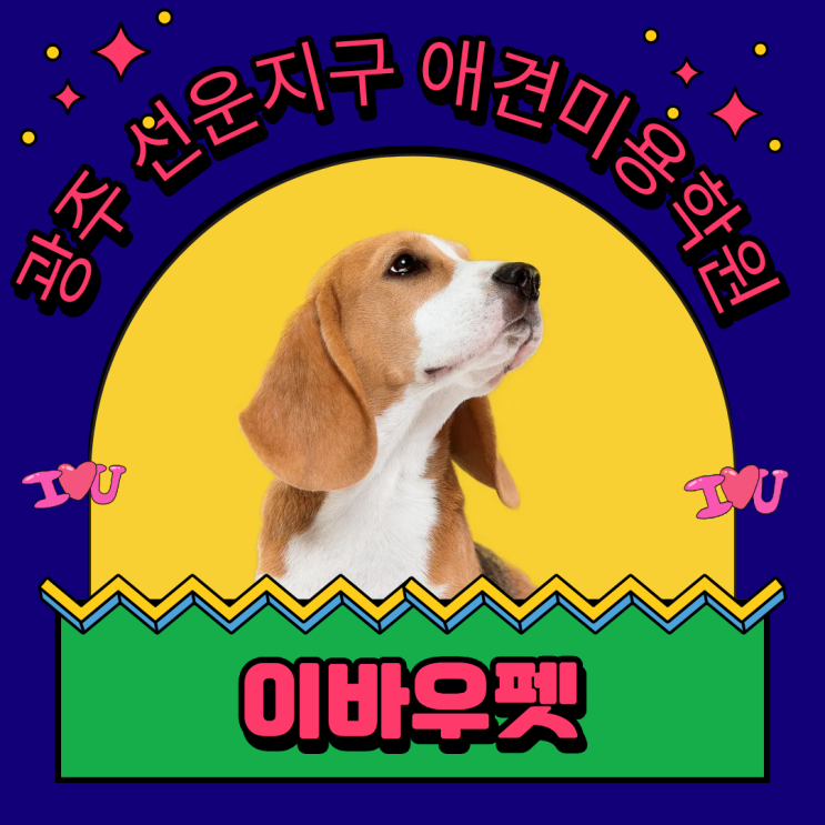   무조건 광주 선운지구 애견미용학원을 봐야 하는 이유