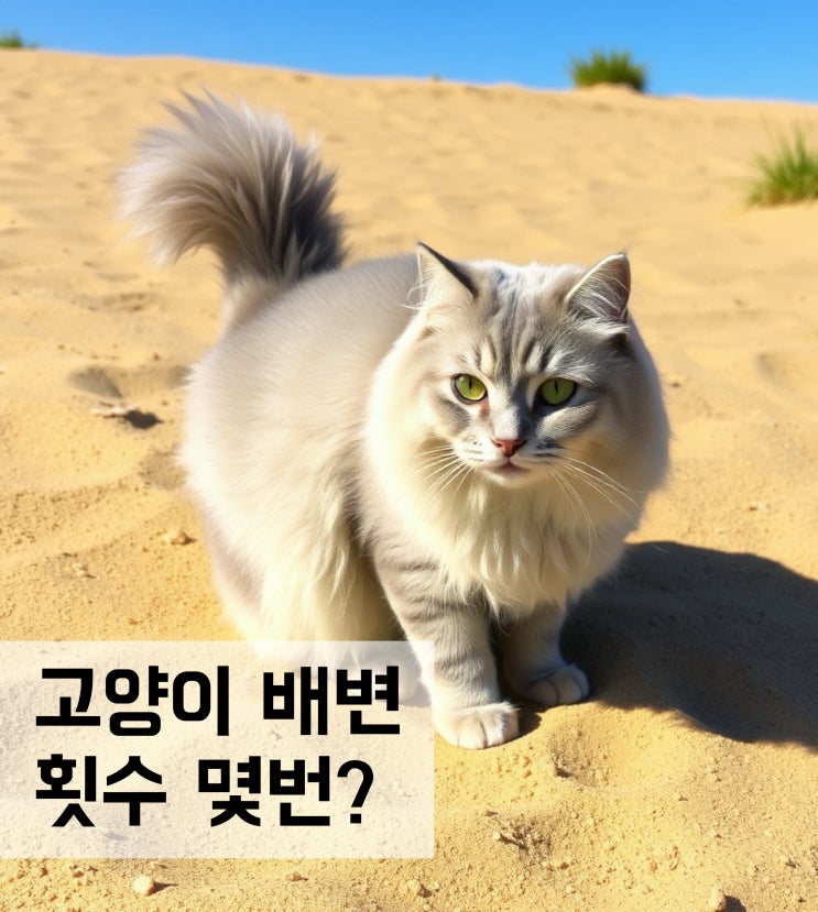  고양이 배변 횟수 하루 몇번일까?
