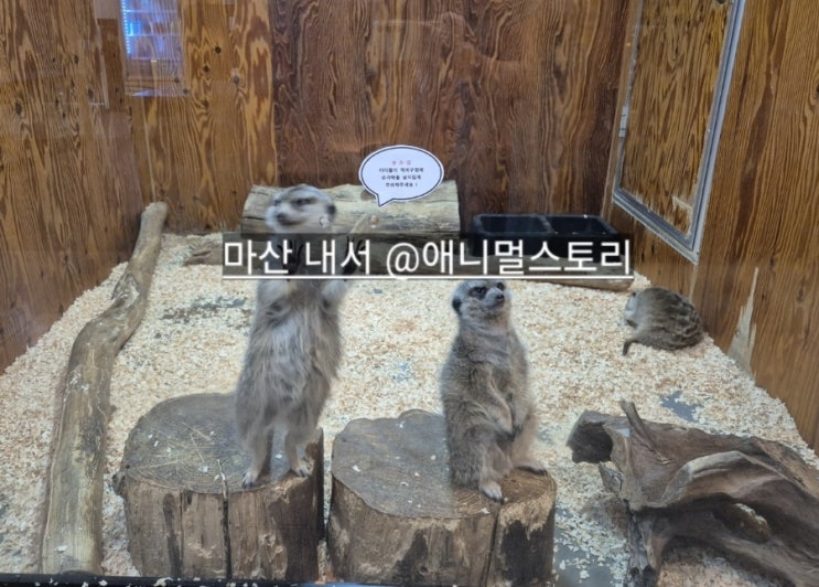  마산 내서 애니멀스토리 실내 동물원 아이랑 가기 좋은 곳 !