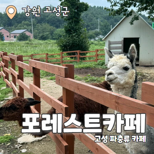  포레스트카페 : 강원도 고성 파충류 이색 체험 카페 추천후기