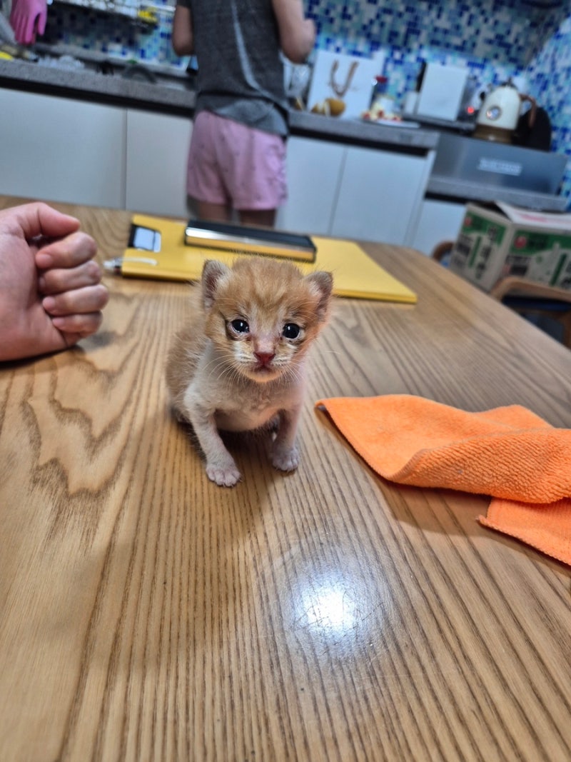 새끼 고양이 치타 구조 이야기 :: 147g 꼬물이의 폭풍 성장기
