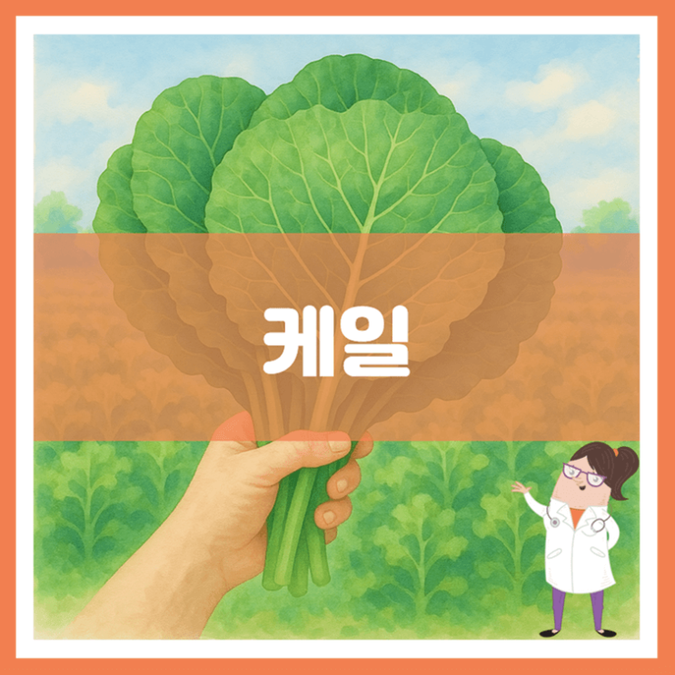  케일 효능 부작용 보관방법
