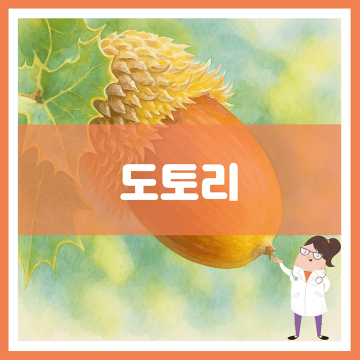  도토리 효능 부작용 보관방법