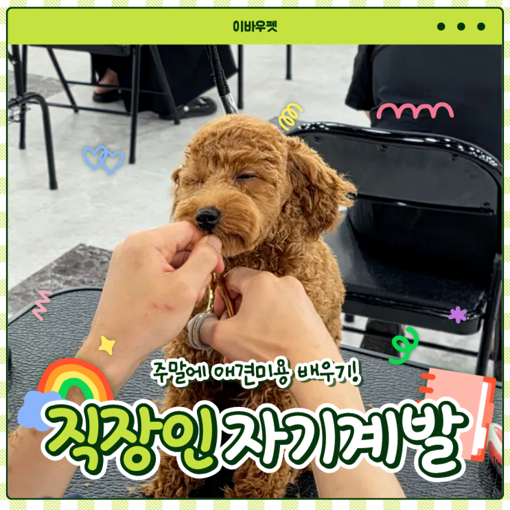  직장인, 전업주부도 가능한 애견미용학원주말반 , 진짜 괜찮을까?