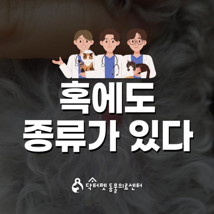 강아지 고양이 혹에도 종류가 있다 종양 세포검사 세침흡인검사 FNA 부산