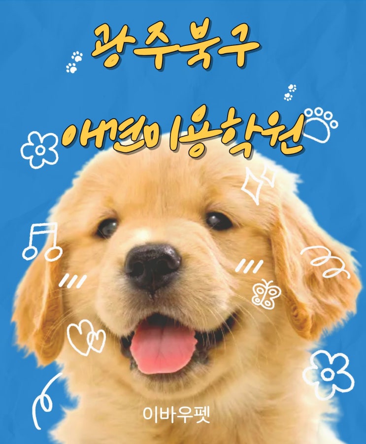 광주북구 애견미용학원 선택 가이드 | 이바우펫 애견미용학원 알아보기