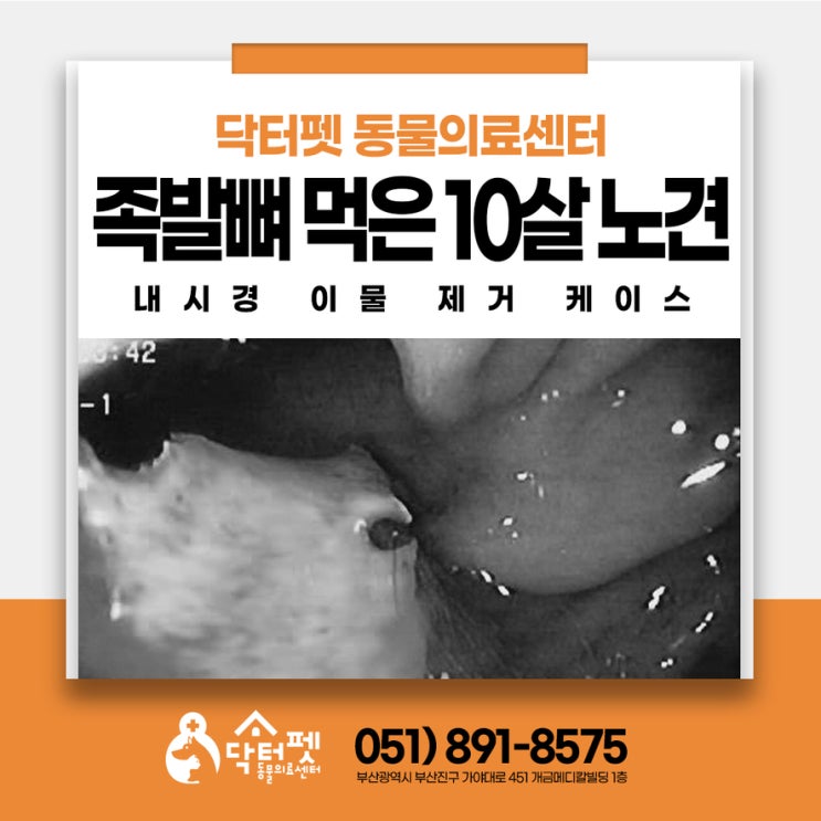  10살 노견 족발뼈 잘못 먹고 평일 야간응급으로 왔어요 부산 24시 동물병원 내시경 제거